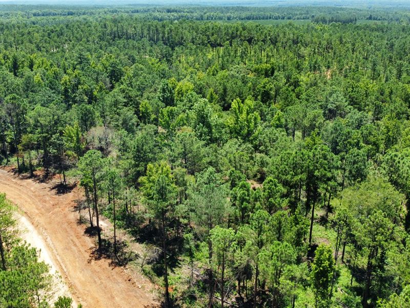 5 Acre Lots Salem, AL : Salem : Lee County : Alabama