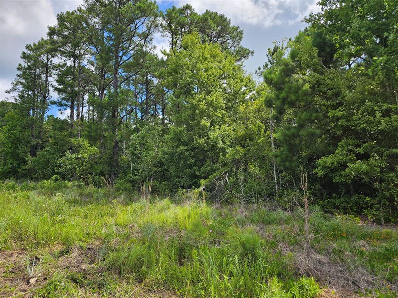 101.5 Ac in Carteret County, NC : Stacy : Carteret County : North Carolina