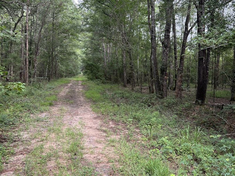 Sturgis Mill Tract 1 : Hemphill : Sabine County : Texas