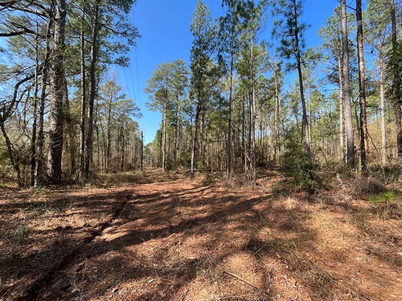 40.6 Acres in Bienville Parish, LA : Arcadia : Bienville Parish : Louisiana