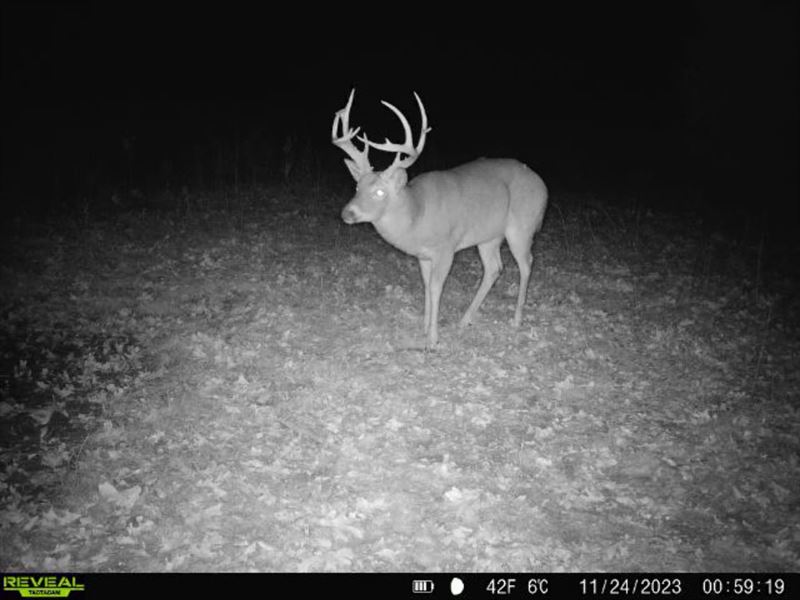 Barren Fork Bottoms : Gainesville : Ozark County : Missouri