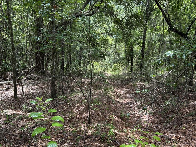 12 Private Wooded Acres : Earleton : Alachua County : Florida