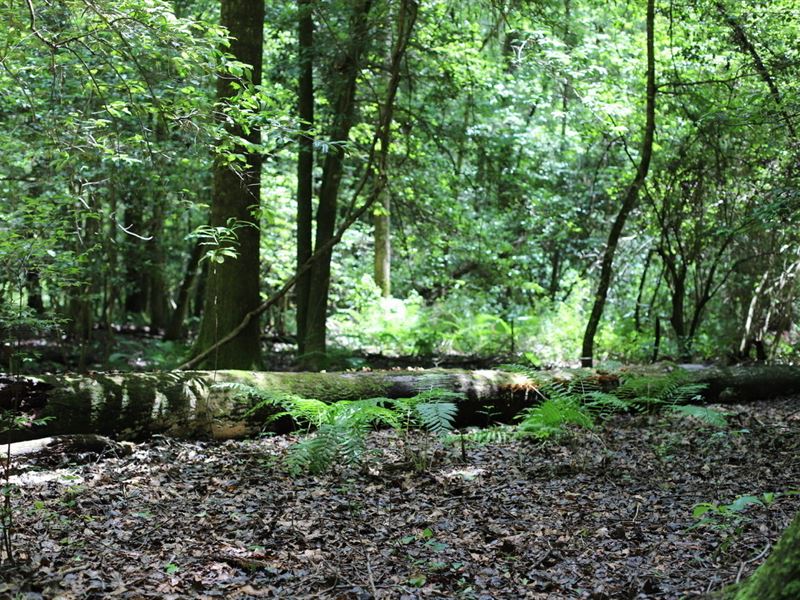 Camp Creek Hunting Property : Ideal : Macon County : Georgia