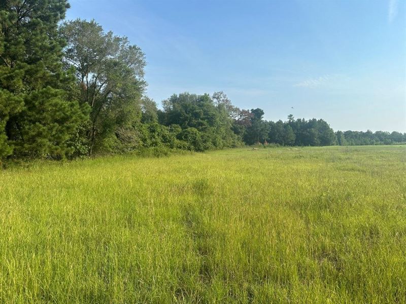 Hwy 301 Sod Farm : Sylvania : Screven County : Georgia