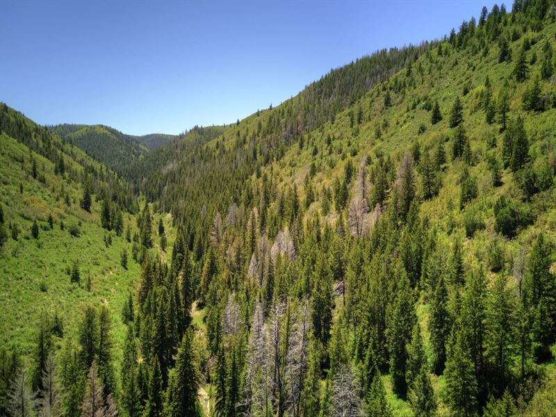 40 Mile Mountain Ranch, Timber : Rifle : Garfield County : Colorado