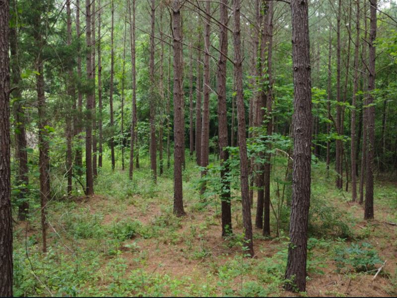 6+ Acres Near Auburn, AL : Waverly : Lee County : Alabama