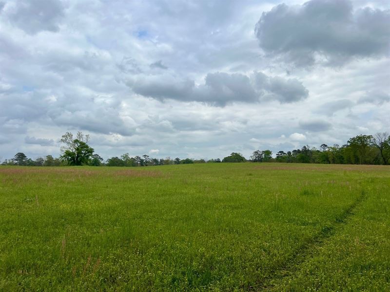 54 Acres Glenwood, AL : Glenwood : Crenshaw County : Alabama