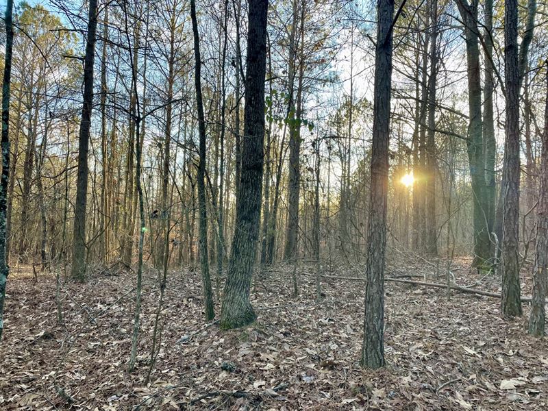 160 Acres Timberland : Ashland : Clay County : Alabama