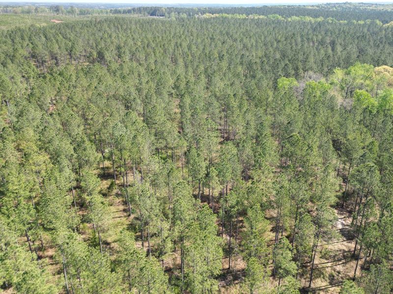 150 Acres Chambers County, AL : Lanett : Chambers County : Alabama