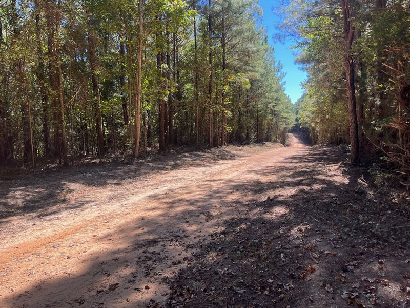 11.5 Acres North Tuscaloosa : Northport : Tuscaloosa County : Alabama