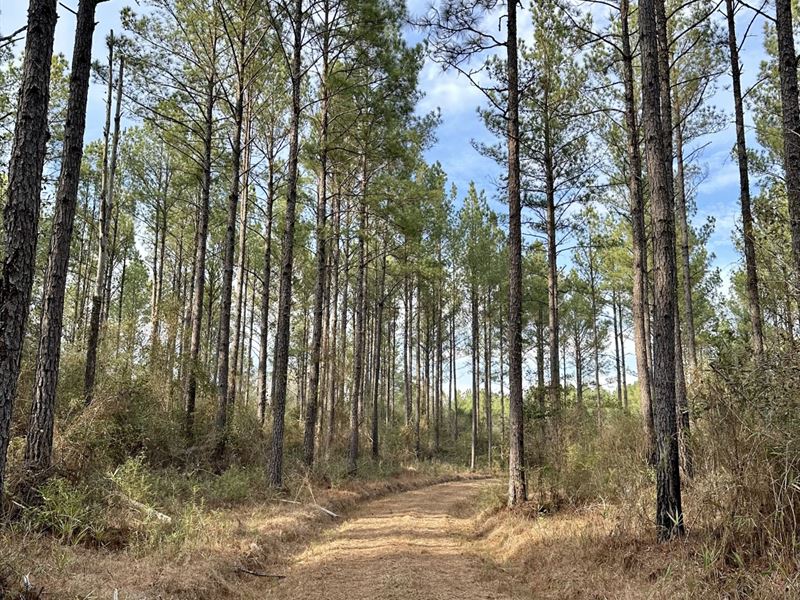 362 Acres Patsaliga River : Andalusia : Covington County : Alabama