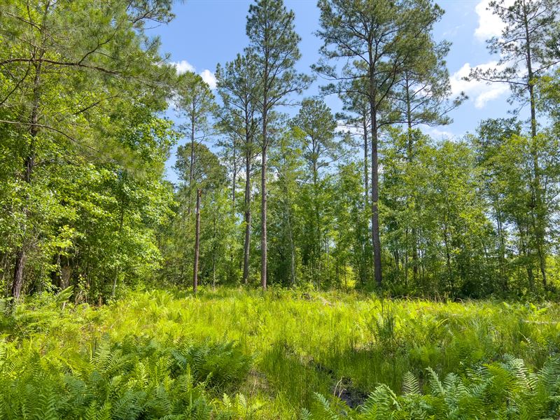 5.3 Ac Homesite Jefferson Co FL : Monticello : Jefferson County : Florida