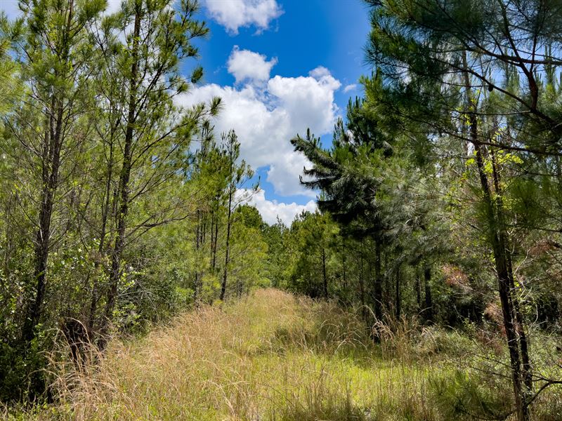 Brushy Hammock Farm Lot 4, 45 Ac : Mayo : Lafayette County : Florida