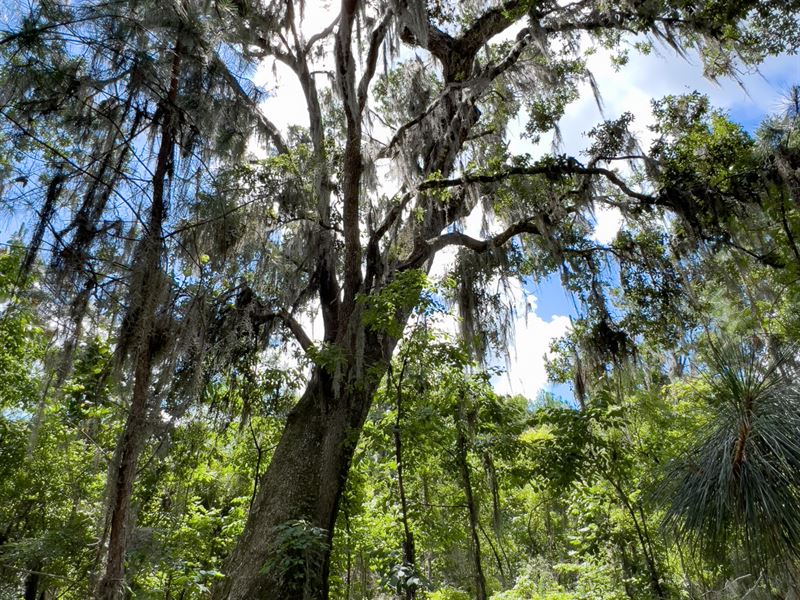 Brushy Hammock Farm Lot 5, 41 Ac : Mayo : Lafayette County : Florida