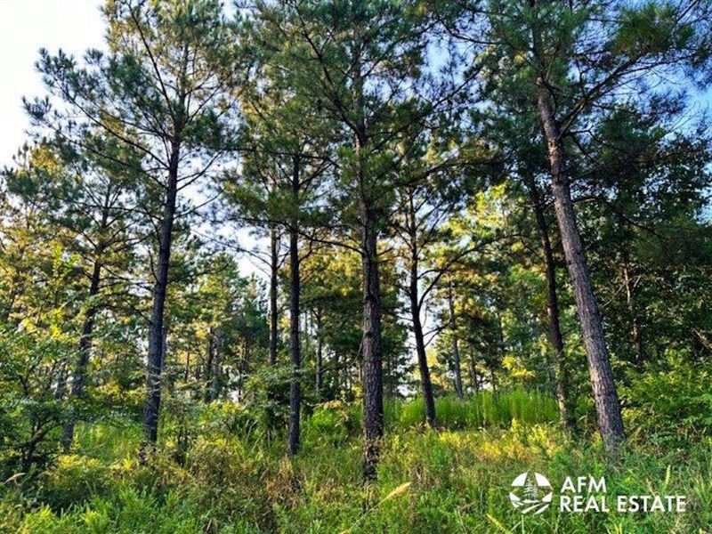 Cloudy Pines : Cloudy : Pushmataha County : Oklahoma