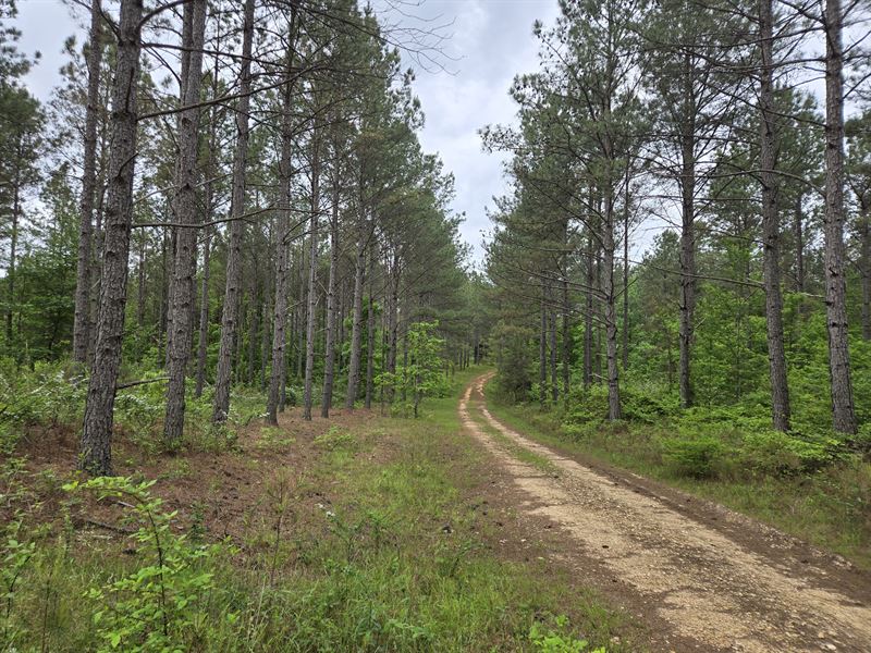 Franklin Timberlands : Pleasant Site : Franklin County : Alabama