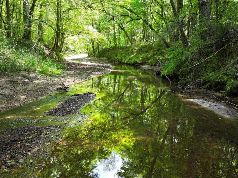 Lowndes County, Ms, 300 Acres Goldi : Columbus : Lowndes County : Mississippi