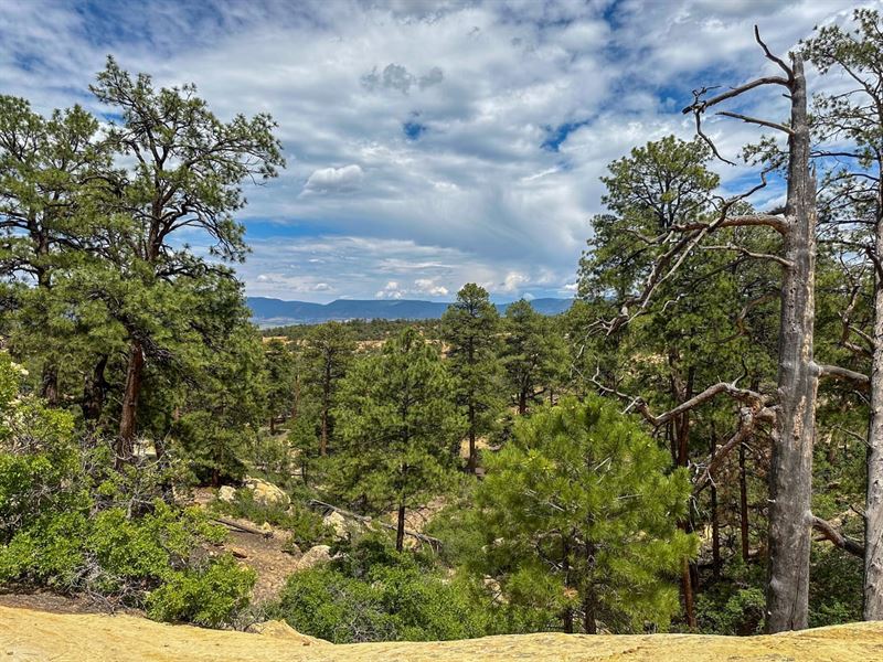 Mesa Ledge 48 ac : Cuba : Sandoval County : New Mexico