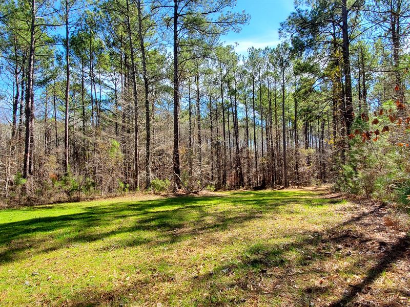 Timber and Hunting Land, Speed, AL : Speed : Coosa County : Alabama