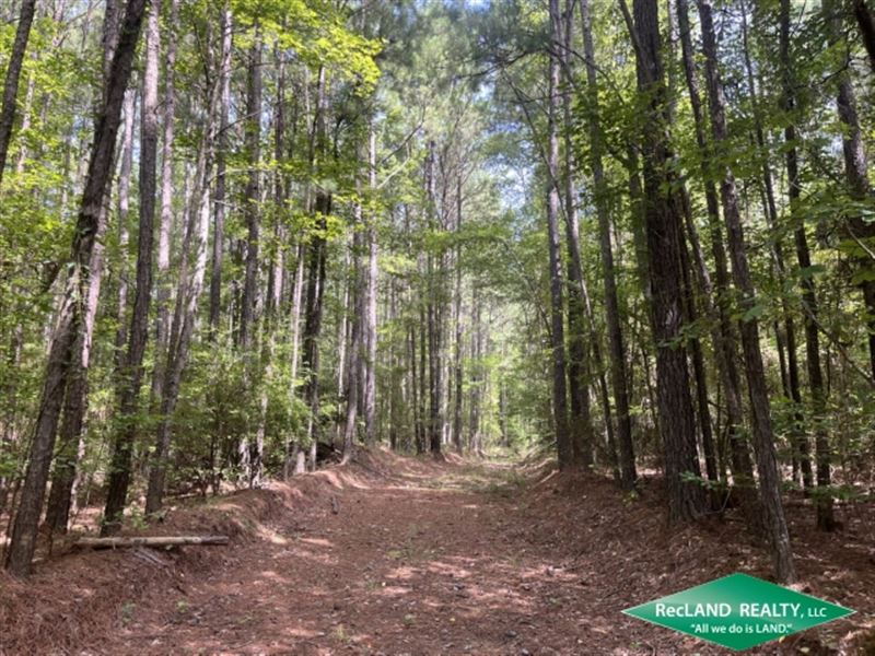 120 Ac Pine Plantation : Summerfield : Claiborne Parish : Louisiana