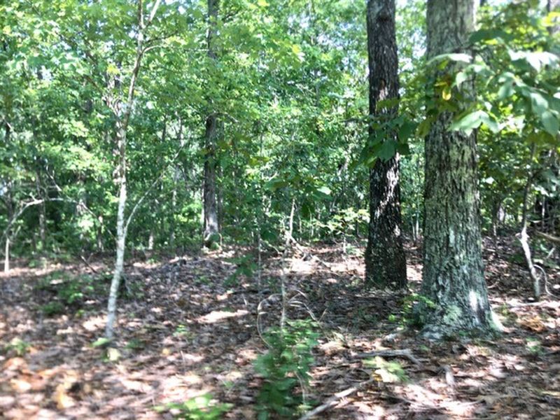 40 Acres, Joins Missouri State Land : Winona : Shannon County : Missouri