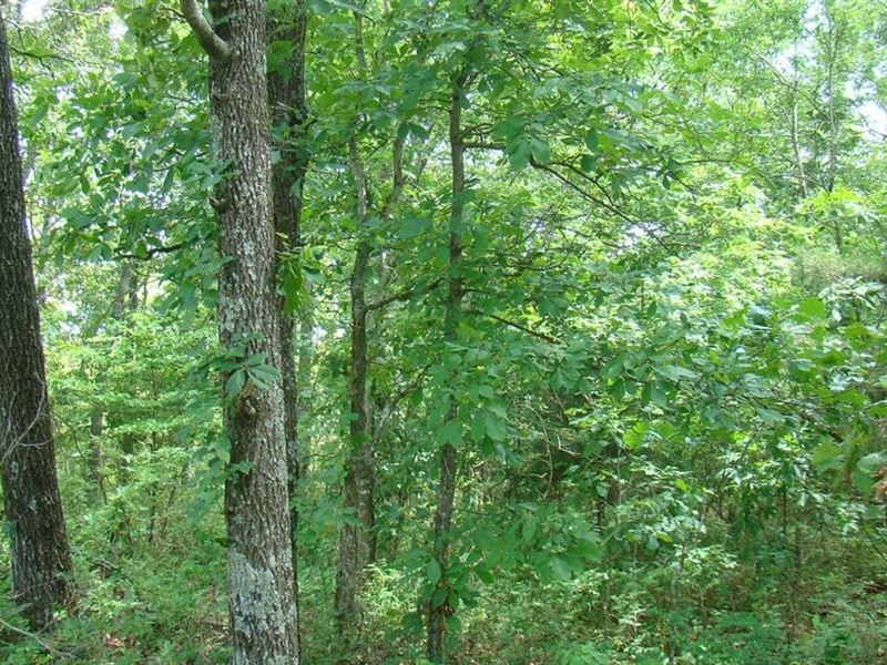 Surveyed 11.98 Acres, Electric Avai : Mountain View : Howell County : Missouri