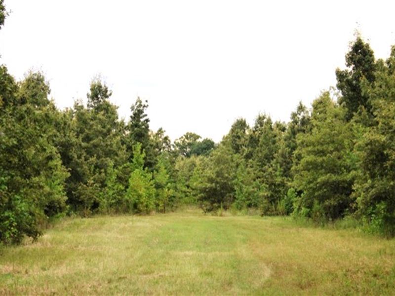 178 Acres with A Camp in Carroll Co : Greenwood : Carroll County : Mississippi