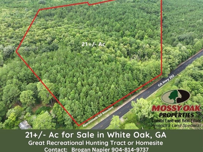 21 Acres with Mature Timber : White Oak : Camden County : Georgia