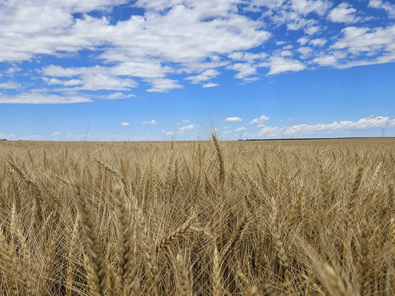 Central Deuel County Dryland : Chappell : Deuel County : Nebraska