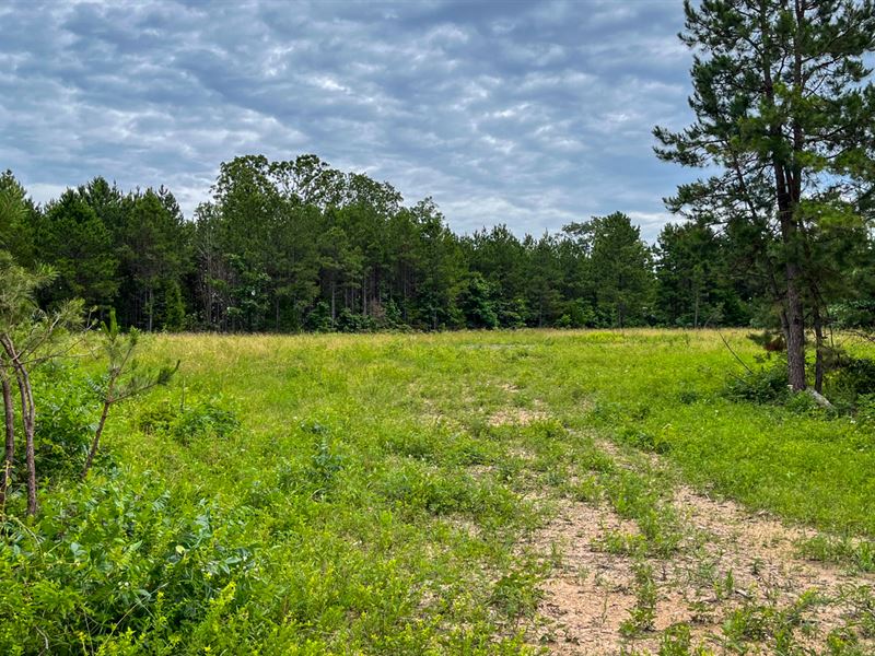 Beautiful Clearings and Tall Pines : Houston : Texas County : Missouri