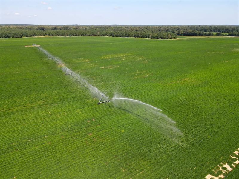 Irrigated Farm Land & Loblolly Pine : Marianna : Jackson County : Florida