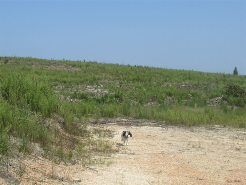 Gun-O-Field Road Tract : Wallace : Marlboro County : South Carolina