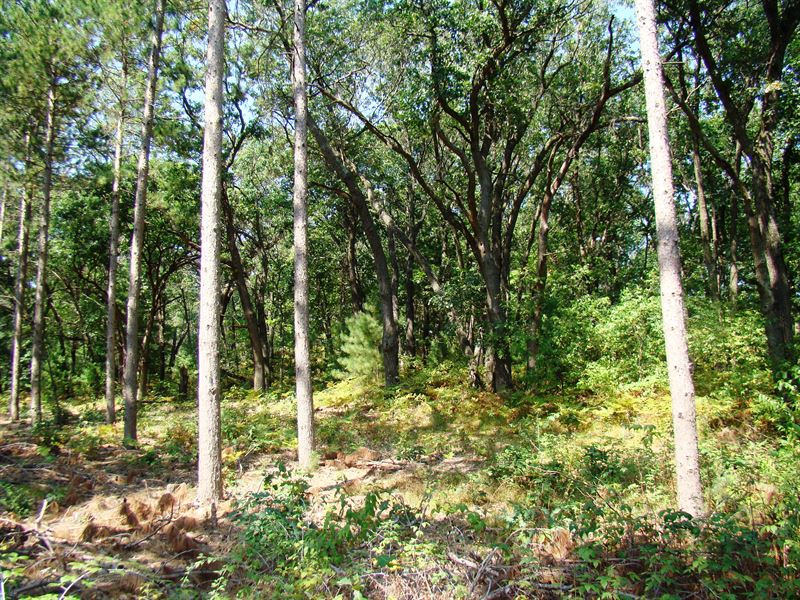 7 Acres Adjoins County Forest : Necedah : Juneau County : Wisconsin