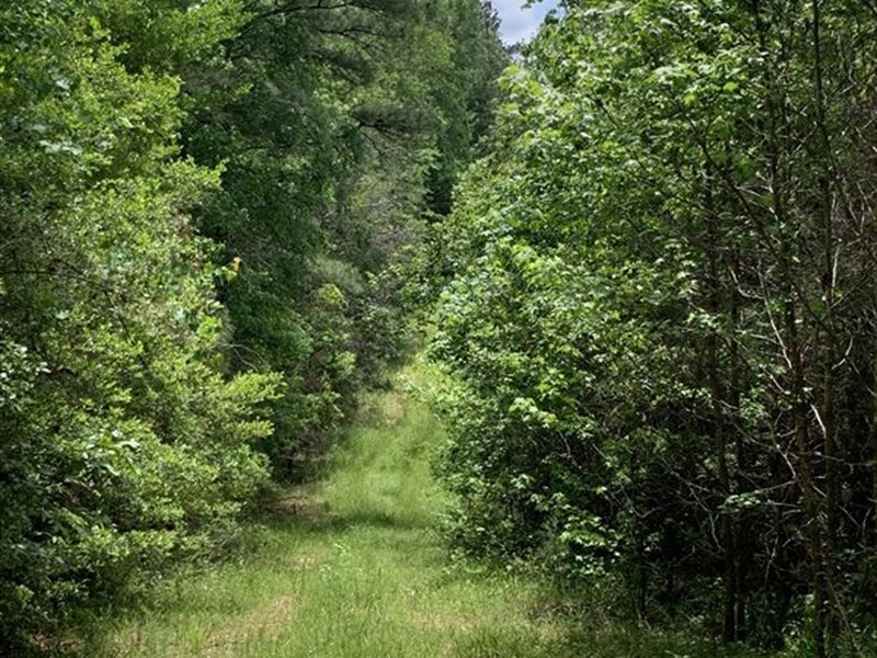 McCall Creek Road : Mc Call Creek : Franklin County : Mississippi