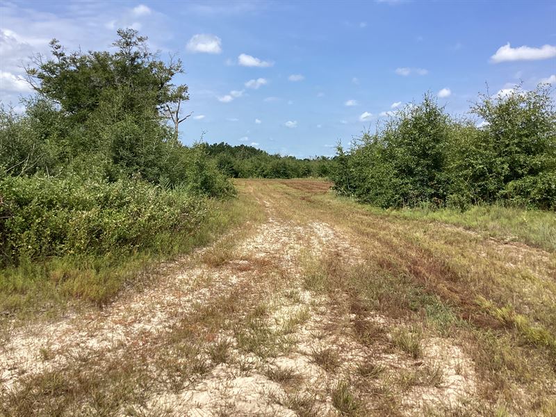 Bell Crossing Rd Tract 2 : Opp : Crenshaw County : Alabama