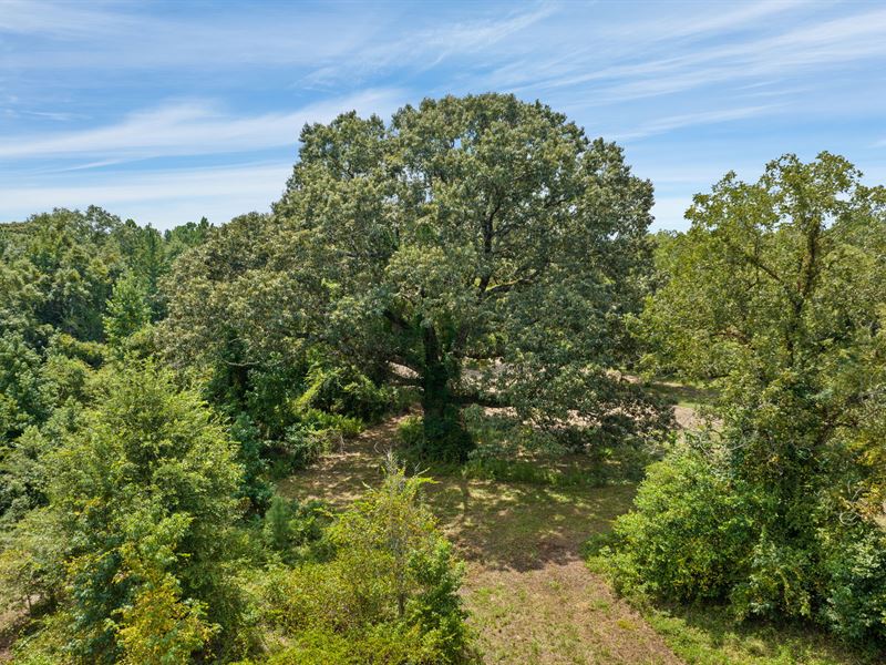 Chunnenuggee Hunting & Timber Land : Union Springs : Bullock County : Alabama