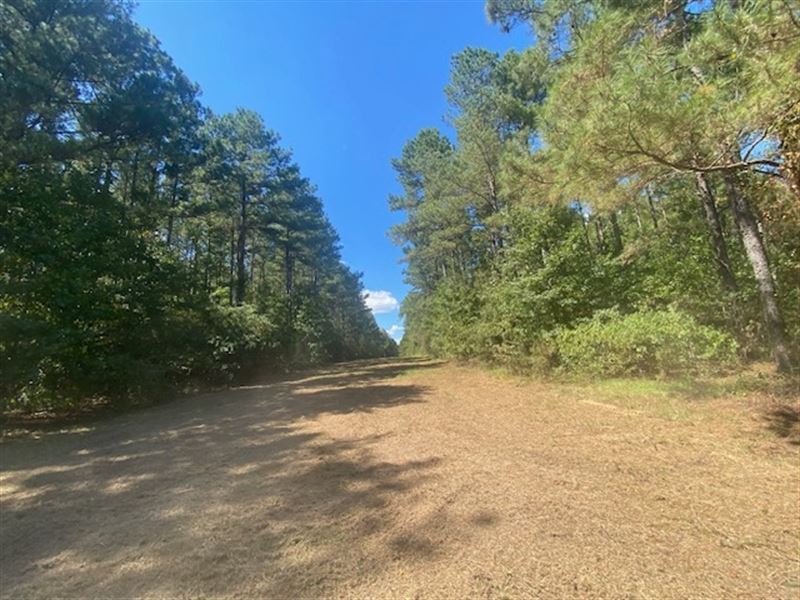 26 Acres, Mature Timber, Salem Scho : Tylertown : Walthall County : Mississippi