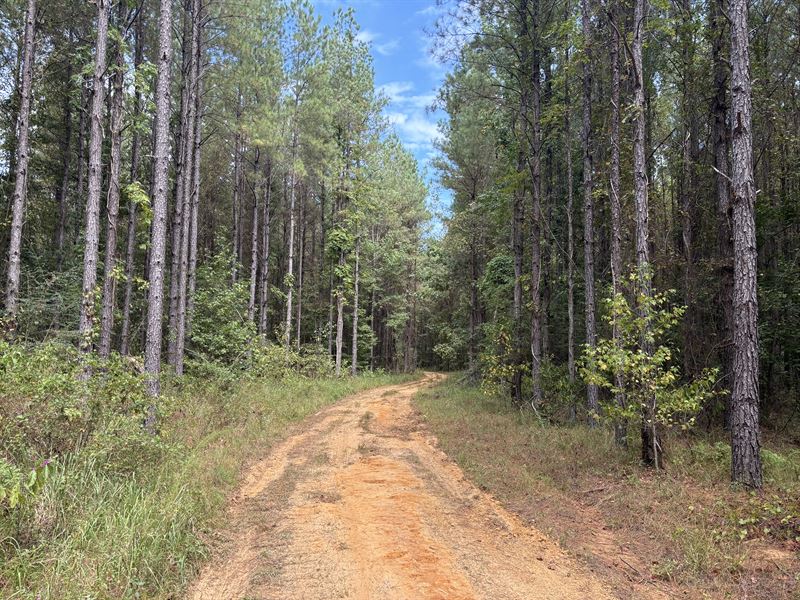 Puss Cuss Creek Tract : Silas : Choctaw County : Alabama