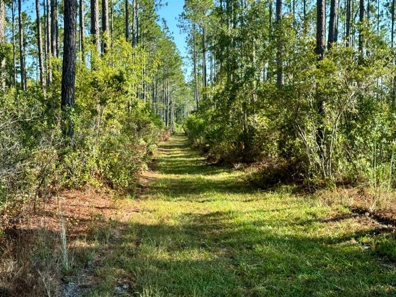 Oregon Trial Hunting Retreat : Greenville : Madison County : Florida