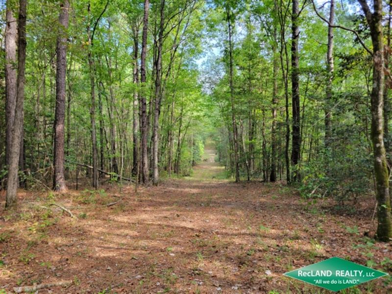 224 Ac, Timberland & Hunting : Cotton Valley : Webster Parish : Louisiana