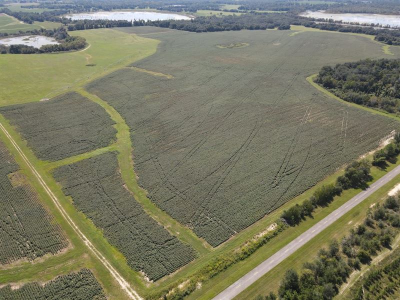 Burke Rd 554 Acres : Donalsonville : Seminole County : Georgia