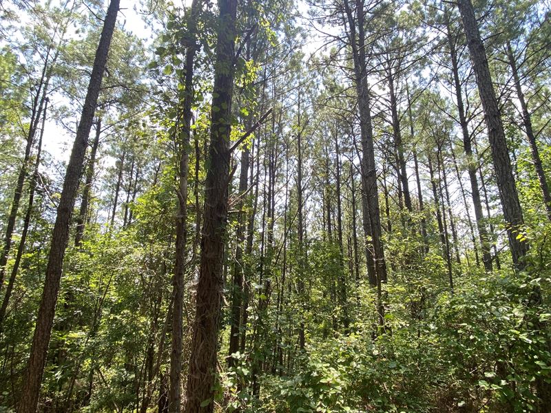 72 Acres in Tuscaloosa County : Moores Bridge : Tuscaloosa County : Alabama