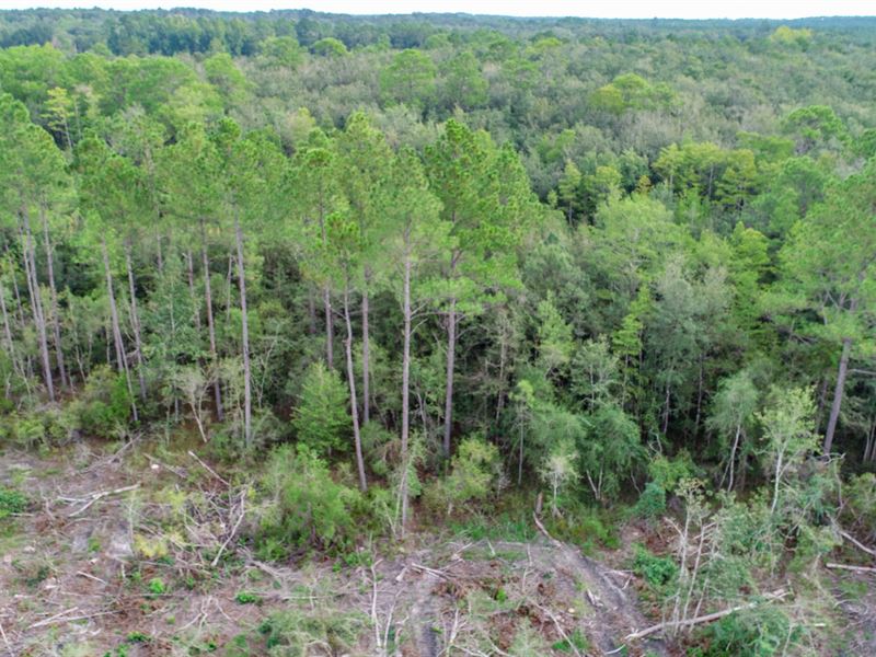 90 Ac Timber & Recreational Tract : Bonifay : Washington County : Florida