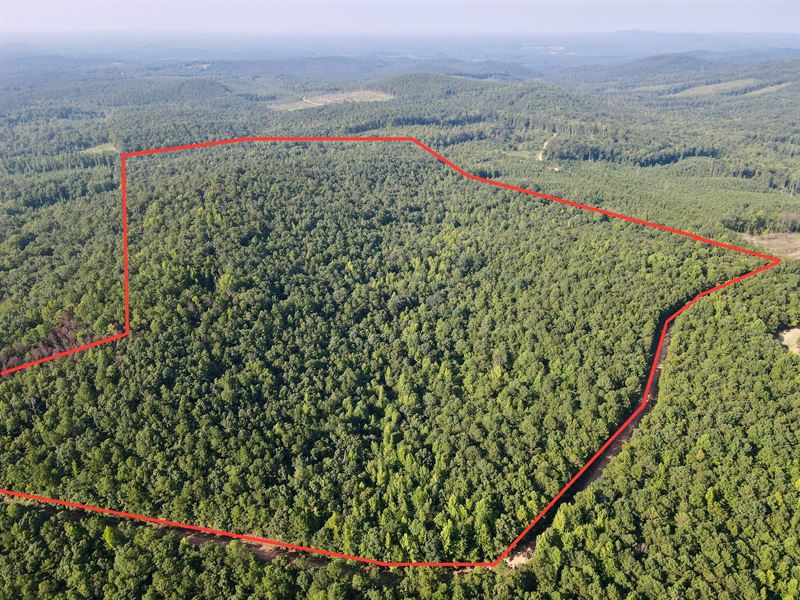 Padgett Rd 92 Acres : Ashland : Clay County : Alabama