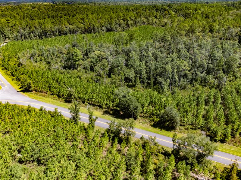 20 Ac Homesite Near Hosford, FL Wit : Hosford : Liberty County : Florida