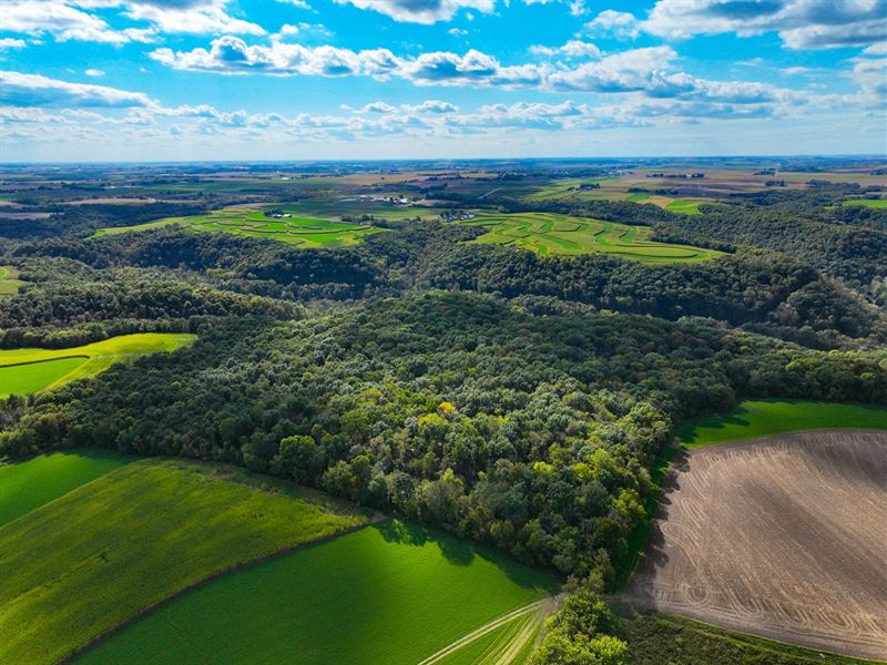 40 Acres Winona County, MN : Lewiston : Winona County : Minnesota