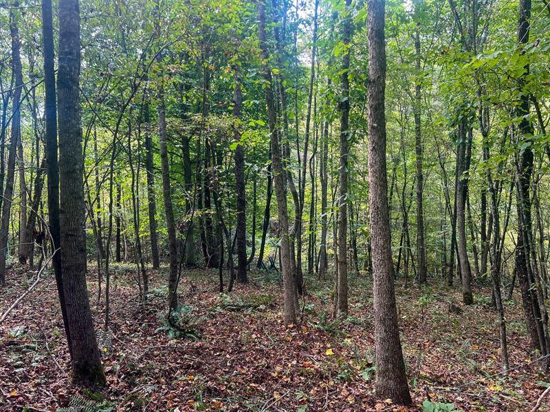 Mount Carmel Rd Tract 3, 10 Acres : Vinton : Gallia County : Ohio