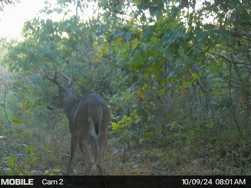 Thompsonville Rd, 483 Acres, Vint : Wilkesville : Vinton County : Ohio