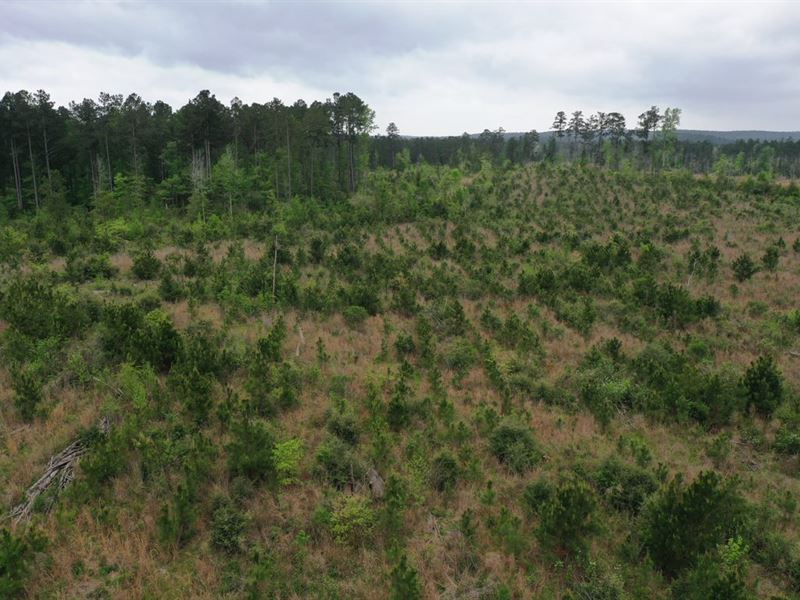 Denning Pines Tract 2 : Denning : San Augustine County : Texas