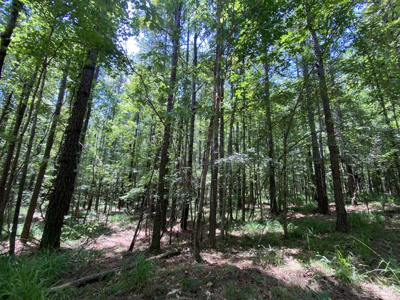 Owens Road 85 Acres : Pine Apple : Monroe County : Alabama